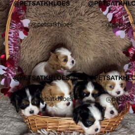 Cavalier King Charles Spaniel - Both