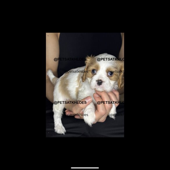 Cavalier King Charles Spaniel - Both