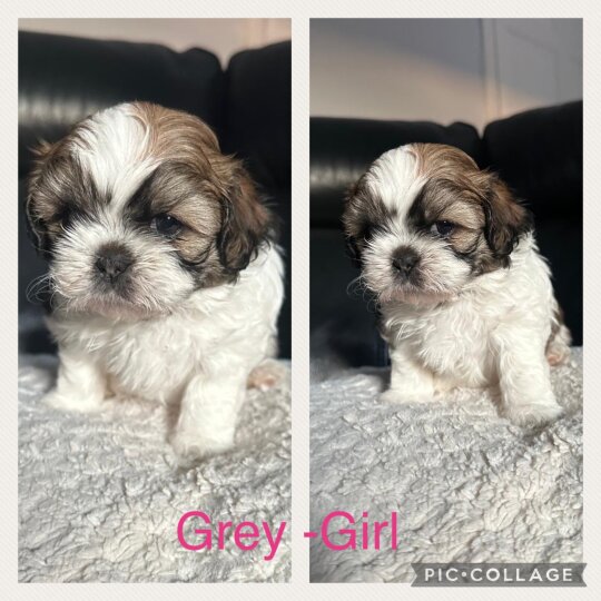 Shih Tzu - Both