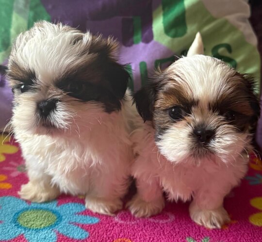 Shih Tzu