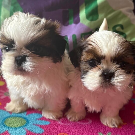 Shih Tzu - Both