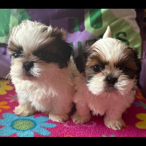 Shih Tzu - Both