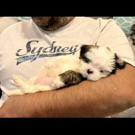 Shih Tzu - Bitches