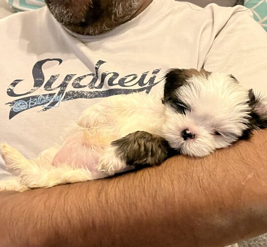 Shih Tzu