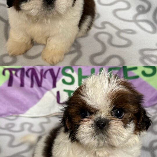 Shih Tzu - Both