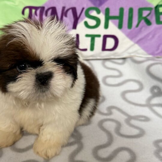 Shih Tzu - Both