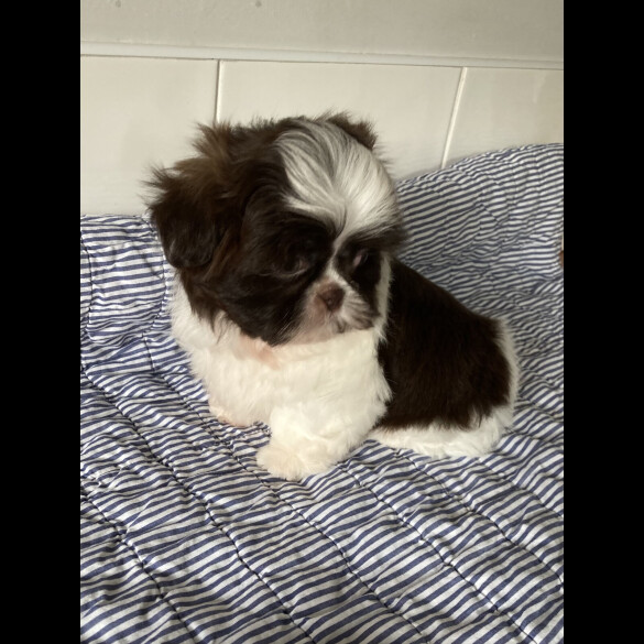 Shih Tzu - Dogs