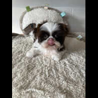 Shih Tzu - Dogs