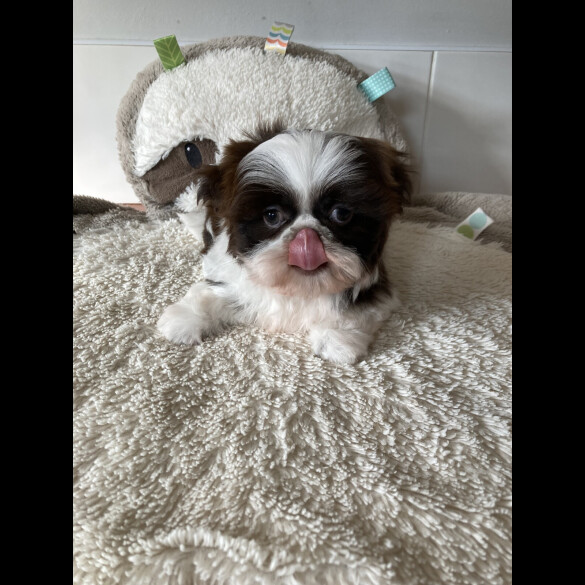 Shih Tzu - Dogs