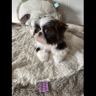 Shih Tzu - Dogs