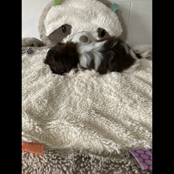 Shih Tzu - Dogs