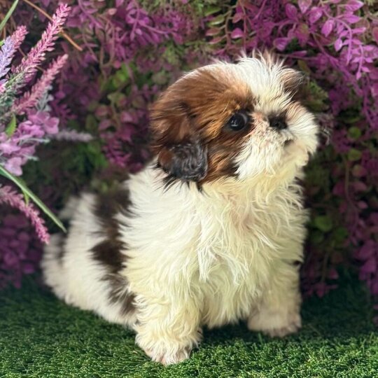 Shih Tzu - Both