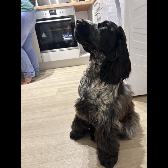 Cocker Spaniel (Working &amp; Show)