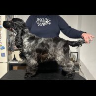 Cocker Spaniel (Working &amp; Show)