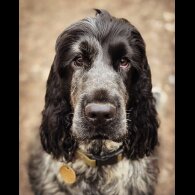 Cocker Spaniel (Working &amp; Show)