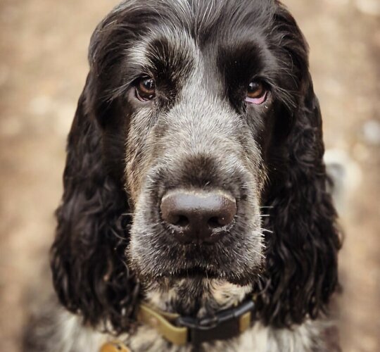 Cocker Spaniel (Working &amp; Show)