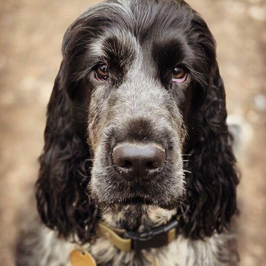 Cocker Spaniel (Working &amp; Show)