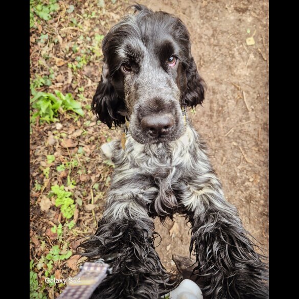 Cocker Spaniel (Working &amp; Show)