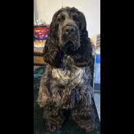 Cocker Spaniel (Working &amp; Show)