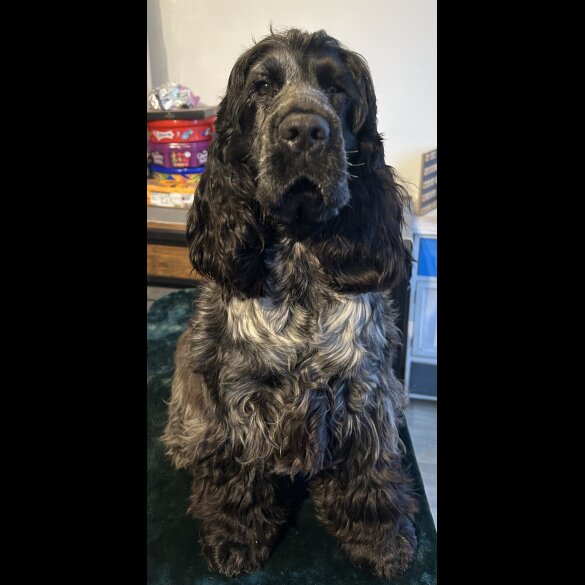 Cocker Spaniel (Working &amp; Show)