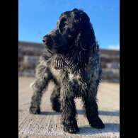 Cocker Spaniel (Working &amp; Show)