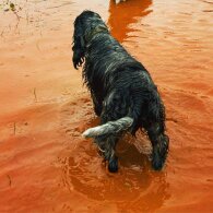 Cocker Spaniel (Working &amp; Show)