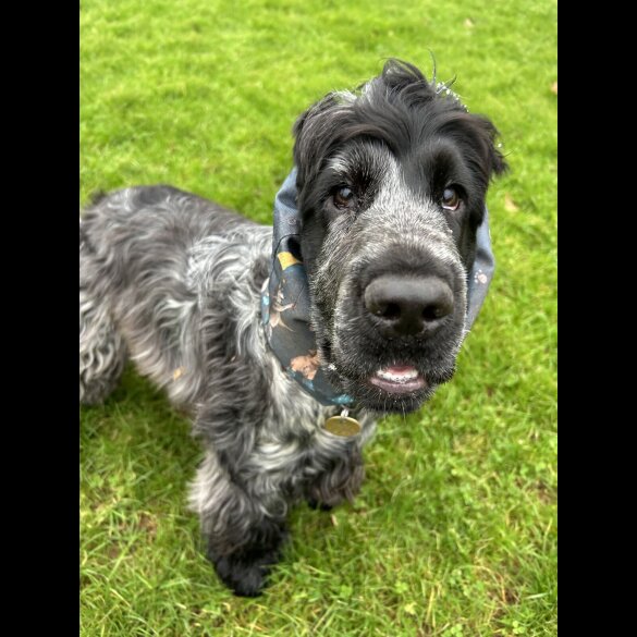 Cocker Spaniel (Working &amp; Show)