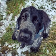 Cocker Spaniel (Working &amp; Show)