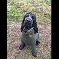 Cocker Spaniel (Working &amp; Show)