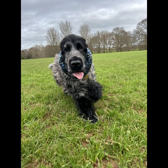 Cocker Spaniel (Working &amp; Show)