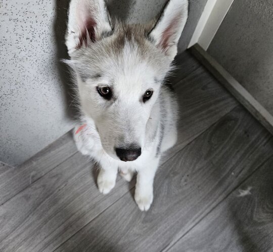 Siberian Husky