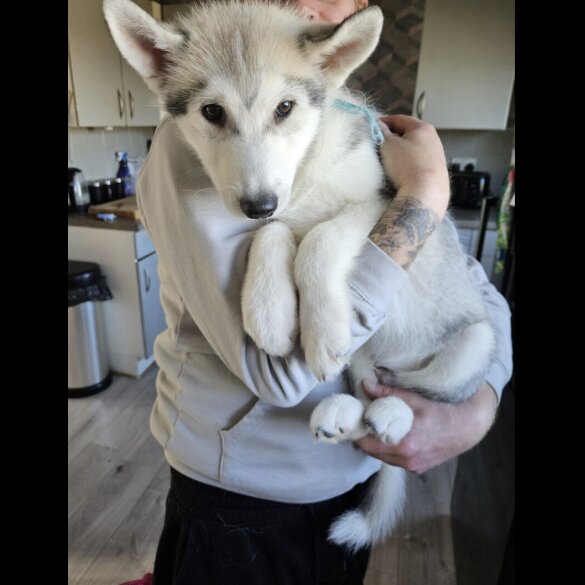 Siberian Husky - Dogs