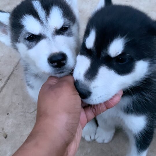 Siberian Husky - Both