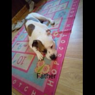 Staffordshire Bull Terrier - Dogs