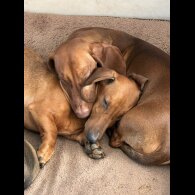 Dachshund (Standard &amp; Miniature) - Both