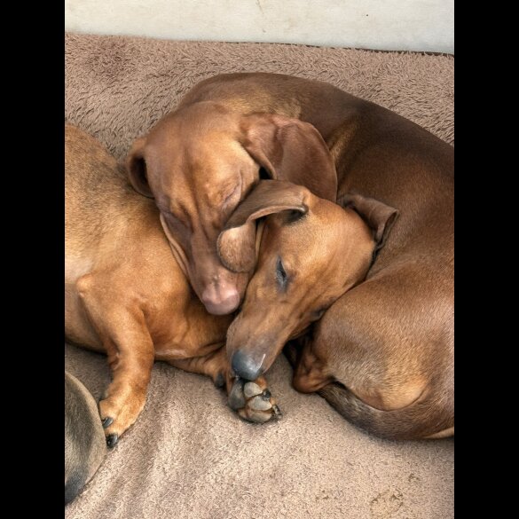 Dachshund (Standard &amp; Miniature) - Both