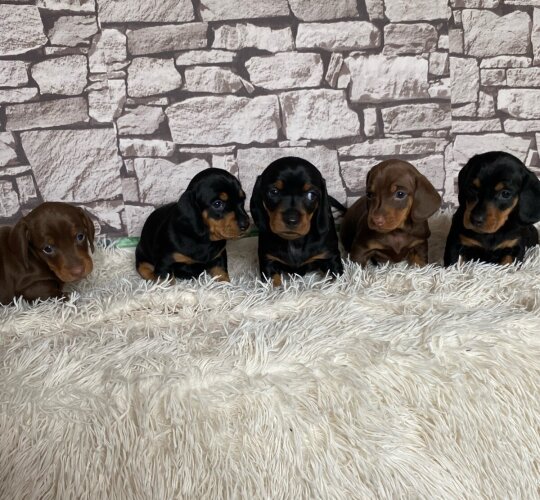 Dachshund (Standard &amp; Miniature)