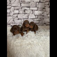 Dachshund (Standard &amp; Miniature) - Both