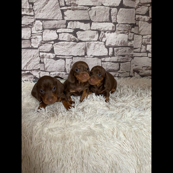 Dachshund (Standard &amp; Miniature) - Both