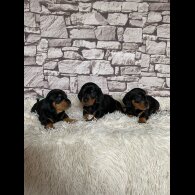 Dachshund (Standard &amp; Miniature) - Both