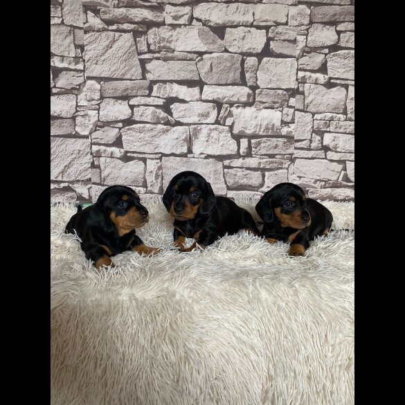 Dachshund (Standard &amp; Miniature) - Both