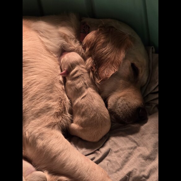 Golden Retriever - Both