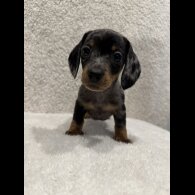 Dachshund (Standard &amp; Miniature) - Both