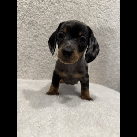 Dachshund (Standard &amp; Miniature) - Both