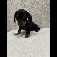 Dachshund (Standard &amp; Miniature) - Both