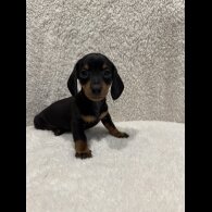 Dachshund (Standard &amp; Miniature) - Both