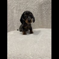 Dachshund (Standard &amp; Miniature) - Both