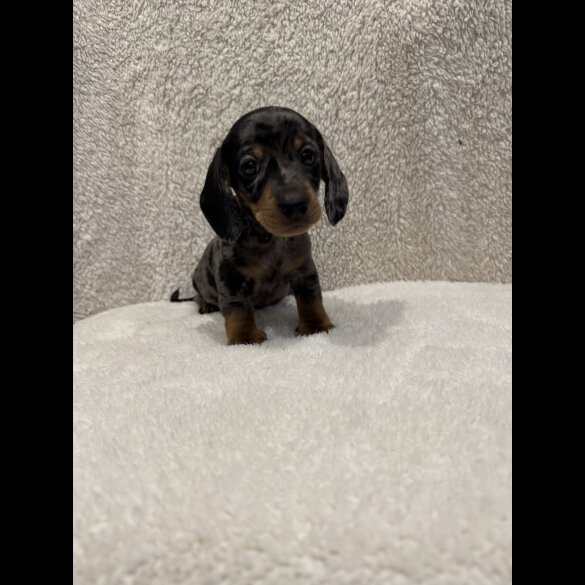 Dachshund (Standard &amp; Miniature) - Both