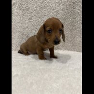 Dachshund (Standard &amp; Miniature) - Both