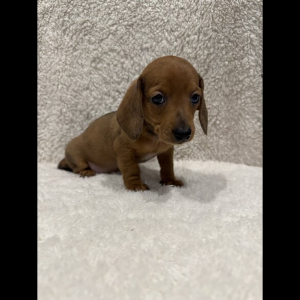 Dachshund (Standard &amp; Miniature) - Both